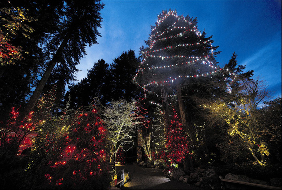 送 Capilano Suspension Bridge 通行証 欣賞世界最高聖誕樹