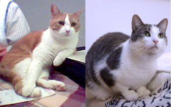 Brenda 的摯愛：肥貓（左）貓如其名，肥肥笨笨，happy go lucky；細細（右）性格憂鬱敏感，Brenda 形容牠是 trap 在貓身之內的一個人。