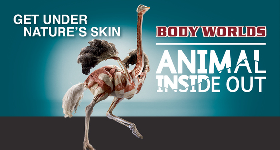 Science World Animal Inside Out  透視 探秘 科學館動物標本展