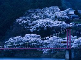 齊迎溫馨聖誕  Capilano Bridge 卡皮拉諾彩燈世界