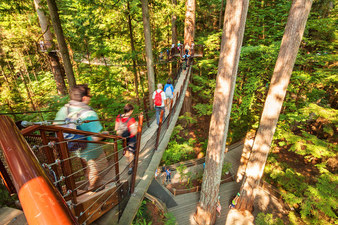 Treetops Adventure - 廊道距離地面 30 多米，架空在大樹之間，木橋或高或低、曲折迂迴。