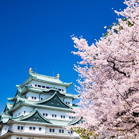 身為日本百大名城之一的名古屋城，春天是賞櫻的好去處。城內有一千株數十種的櫻花爭奇鬥艷，配合雄偉壯麗的名古屋城，絕對是令攝影發燒友樂而忘返的地方。