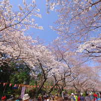山崎川四季之道獲選為日本百大名櫻之道，在河川兩岸的櫻花約有 600 株。每當櫻花滿開時，身歷其境仿如置身世外桃源。