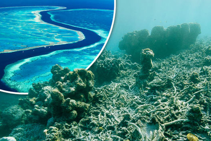 在過去的 30 年，海洋變暖令全球超過一半的珊瑚礁消失及死亡。珊瑚礁的消失意味着大量海洋物種面臨流離失所的命運。