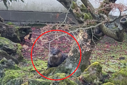 水獺入侵華埠中山公園，餐餐錦鯉 sashimi，至今已做成 10 條錦鯉死亡，中山公園希望減少人流，讓水獺更為鬆懈，從而更容易抓捕，公園現繼續關閉。