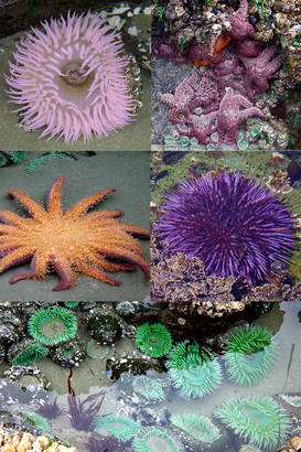 這些海中軟體生物包括（左上及下）Sea anemone（海葵）、（右上）海星、（左中）Sunflower sea star（太陽海星）、海膽。