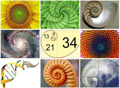 只要你用心細看，你會發現在大自然中，黃金比例無處不在，其中包括黃金螺線（Fibonnacci Spiral），植物、動物以至自然現象，很多都以黃金螺線來排列造型，就連人的耳朵形狀也是黃金螺線的模式。