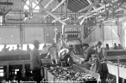 當年華工佔魚廠勞動力之六成。（BC Archives e-02994）