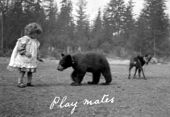 1911 年 Kitsilano 區有居民飼養了兩隻小熊，其中一隻與小孩嬉戲。(City of Vancouver Archives)