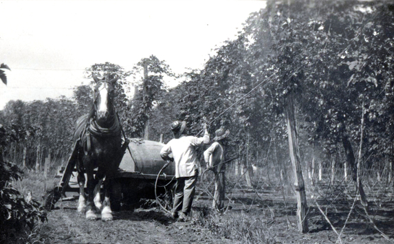 1900 到 1930 年期間曾有頗多華工在 Chilliwack 啤酒花（Hops）農場工作。（Chilliwack Archives）