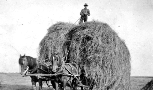 1923 在列治文工作的農夫，以馬車運送禾草。（City of Richmond Archives）