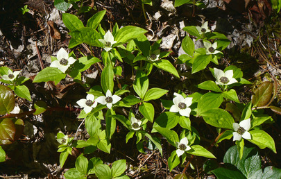 樹林地面滿佈束莓山茱 Buncherry Dogwood（Dogwood 為 BC 省花）。