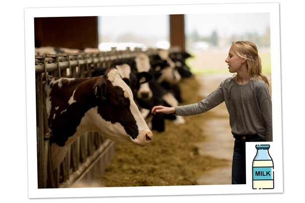 BC 省乳業協會網頁指出，加拿大跟美國不同，加拿大不允許奶農在飼養乳牛時使用生長激素，例如 BST 或者 rBGH，所以無論是普通牛奶，抑或是有機鮮奶，只要是加拿大出產的，都不含人造生長激素和抗生素，大家可以安心飲用。