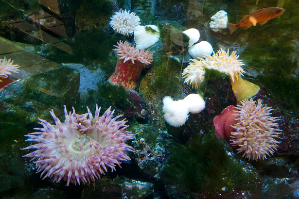 Gibsons Marine Education Centre 展示的海洋動植物會被按期放生。