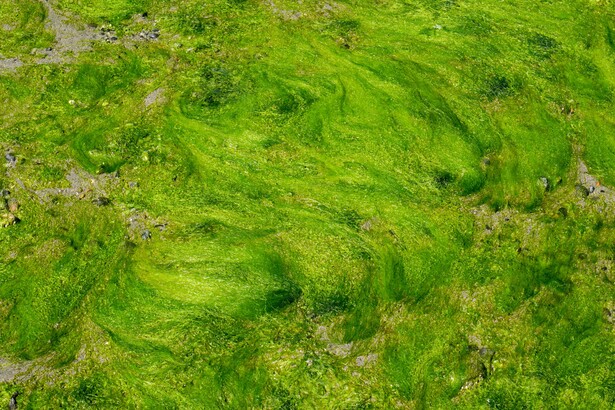 Davis Bay 淺灘的海藻幼如髮絲。