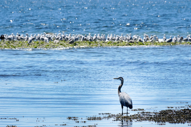 潮退的 Davis Bay 淺灘吸引大量海鳥來覓食，看看後排插針不入的鳥陣。