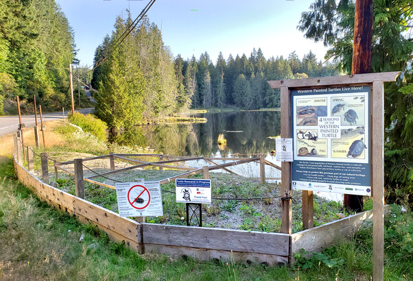 Pender Harbour 多個湖泊的沙岸路旁，設有攔網來保護 Western Painted Turtle 小龜。