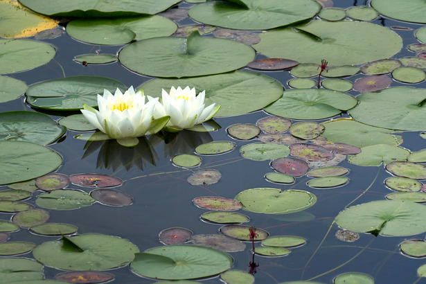 Lily Lake 當然有荷花。