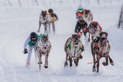 跑馴鹿競賽夠獨特。(visitrovaniemi.fi)