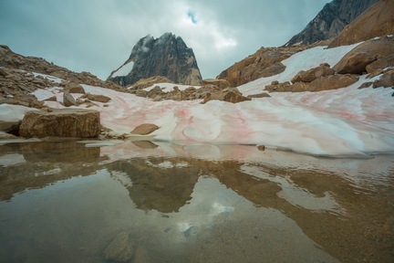 這種極地紅雪藻因為含有蝦青素，所以呈粉紅色，而當積雪融化時，顏色會更紅，呈接近葡萄酒的紅色。