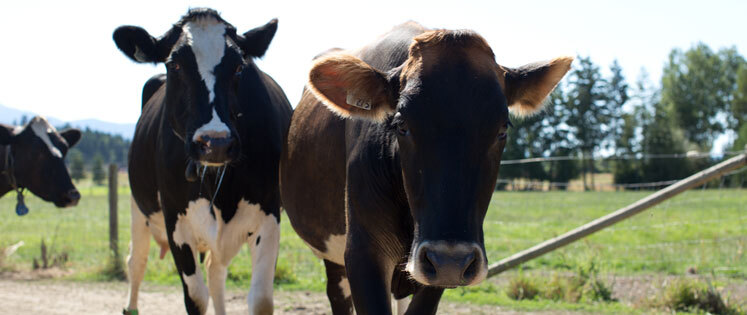 BC dairy farmers 卑詩省奶農向佳頤中心捐贈一萬加元 今天我們教你怎樣喝牛奶最健康