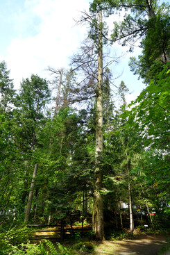 BC 省天然資源豐富，有種類繁多的優質樹木，展館外就種有部份品種。