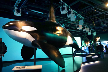 Royal BC Museum 今期的主題展覽，介紹殺人鯨的生態以及牠們與原住民的關係。
