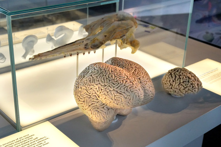 殺人鯨腦（左）和人腦（右）比較，可見殺人鯨腦部分的功能，比人腦更發達。