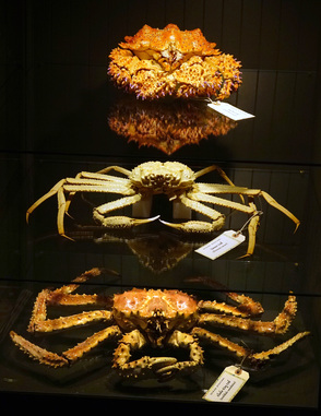 生活在 BC 水域的巨蟹包括雪蟹（中）及皇帝蟹（下）。
