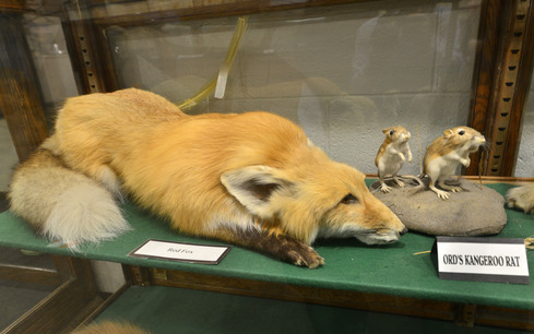 博物館內的紅狐（Red Fox）及小跳鼠（Kangaroo Rat）標本栩栩如生。