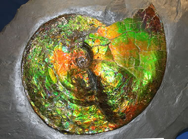 「菊石」是千萬年前鸚鵡螺的奇特化石。(Photo from Geology.com)