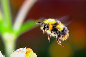 熊蜂 (bumblebee) 身上毛絨絨的，身體粗而短。