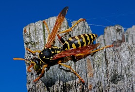 一般加拿大常見的黃蜂 (wasp) 身體長約 1cm，黃黑相間的條紋非常顯眼，翅膀和身體都比蜜蜂細長。