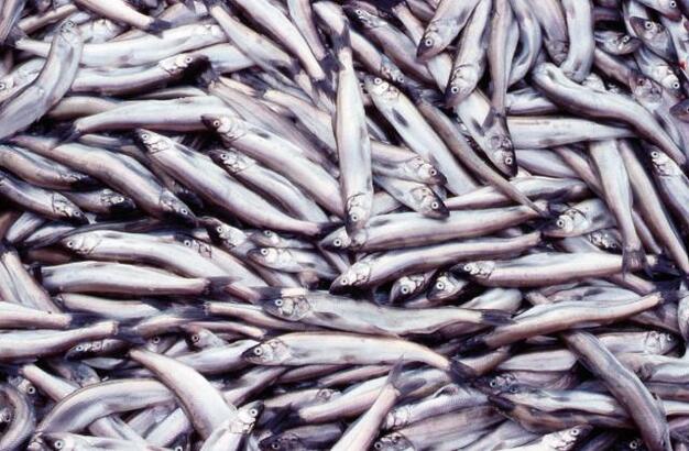 蠟燭魚（Oolichan）含油量高達魚身兩成。(Photo from Nisga'a Lisims Government)