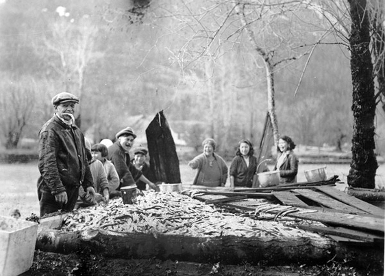 豐盛的燭魚曾是當地原住民重要的大自然資源之一。(Photo from Bella Coola Valley Museum) 