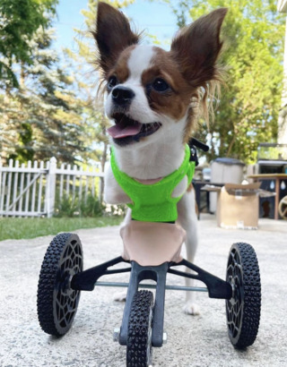 3DPets 專門替各種動物量身定製義肢，這只小狗前面兩隻腳都沒有了，3DPets 就替牠製作了一個三輪架子，變成「Dog on wheels」。(Photo from 3DPets Instagram)