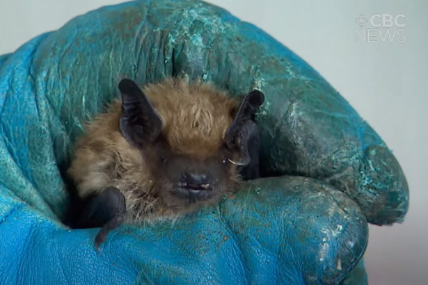 其實蝙蝠也活得不容易，牠們正被「白鼻綜合症」所害，真菌會長在蝙蝠的鼻上、身上和翅膀上，真菌會讓蝙蝠的鼻子呈現白色，所以被稱為「白鼻綜合症」。這種疾病只出現了 20 年左右。(Photo by Youtube @ CBC Saskatchewan)