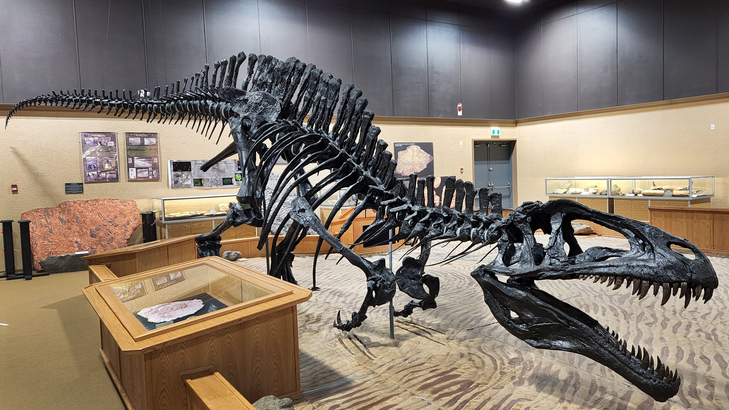 卑詩省找到之 10 米長暴龍化石，比亞省恐龍谷的略矮。 
