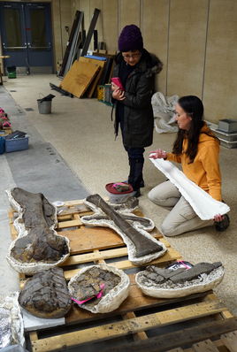 Tumbler Ridge Museum 館長 Zena Conlin 介紹他們收藏庫內的暴龍骨化石。
