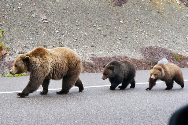其實這裡是熊出沒地區，文楓和 Celina 就有幸遇上真的熊媽媽帶著熊寶寶行街街。
