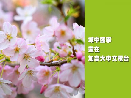 看花看表演 在線觀看 Sakura Days Japan Fair 活動盛況!1746235190 看花看表演 在線觀看 Sakura Days Japan Fair 活動盛況!