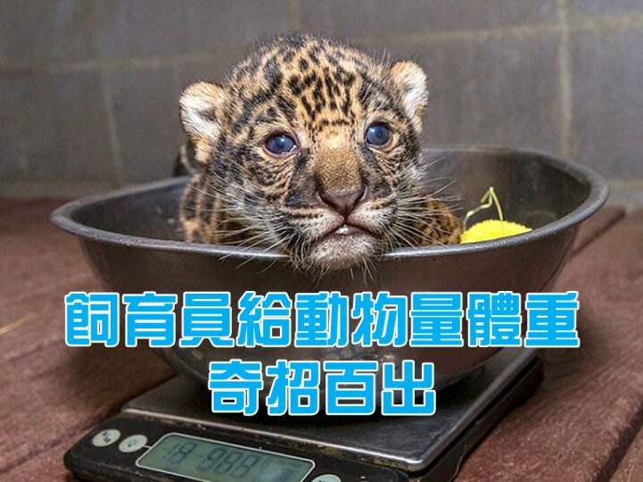 Weighing animal in zoo 動物飼育員的「天才秤重法」 大小動物都能秤
