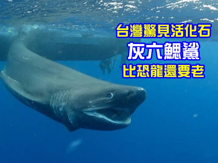 Bluntnose sixgill shark 台灣漁民捕獲罕見史前巨鯊  比恐龍還要老！