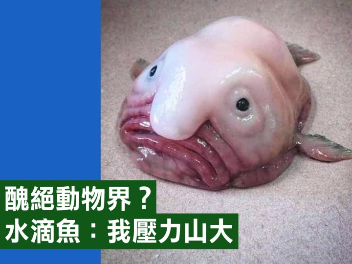 Blobfish 醜絕動物界？水滴魚無奈表示：我醜是因為壓力山大