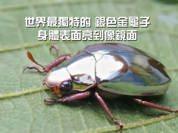 Silver beetle 世間罕有「銀色金龜子」 背殼如同鏡面 翻面更像科幻片生物