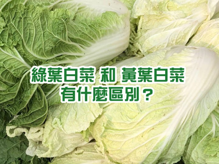 Napa cabbage 綠葉白菜和黃葉白菜有甚麼分別？ 哪種口感較佳? 