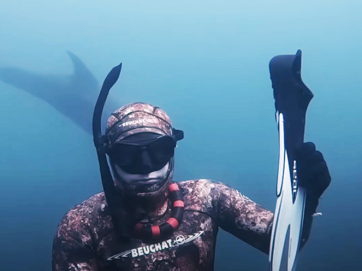 Dolphin 海豚跟潛水員成為好友 全因一個窩心的「蛙鞋」誤會