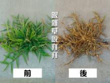 Weed killer DIY 有機除草噴殺劑 跟雜草說拜拜 