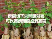 Regrowing vegetables from scrap 6 種蔬菜吃不完別扔 放土裡可再生 