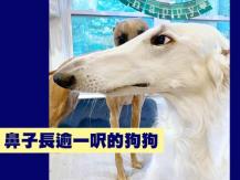 Dog with long snout 全世界鼻子最長的狗狗 Eris 鼻長逾一呎